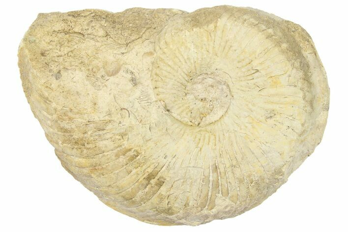 Cretaceous Ammonite (Adkinsites) Fossil - Texas #262720